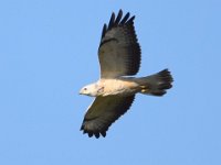 Maeusebussard.helle Morphe 06